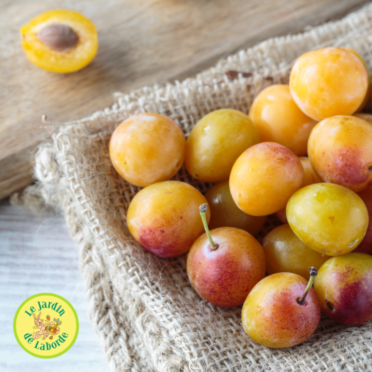 Recette de tarte à la mirabelle - Le Jardin de Laborde